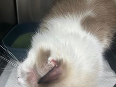 -安安宠医宠物医院·异宠·犬猫内科(岳阳分院)