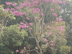-大屏嶂森林公园