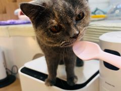 -COLOR PETS 撸猫馆·购猫·猫咖(长风大悦城店)