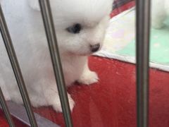-哈尔滨道外花鸟鱼市场