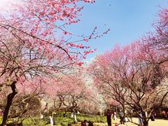 -杭州植物园