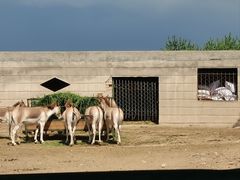 -青藏高原野生动物园
