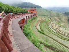 -紫鹊界梯田景区