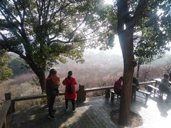 -香雪海