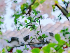 -海棠花溪(元大都城垣遗址公园)