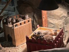 -绿色星球动物主题公园