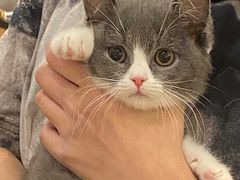 -袖虎·猫馆(体育西路店)