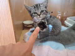 -Sweet cat·星愿猫咖(国贸大厦店)