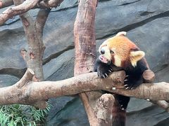 -武汉动物园