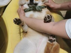 -逗柴咖啡屋·狗咖猫咖宠物桌游