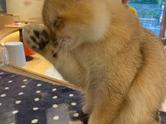 -米乐乖乖猫咪咖啡馆·猫咖(深圳湾后海汇店)
