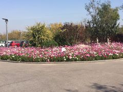 -天津东丽湖风景区