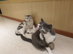 -猫和宫(六道口店)