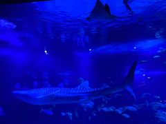 -烟台海昌鲸鲨海洋公园