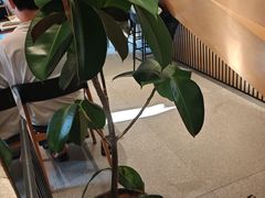 -gaga(深圳福田星河COCO Park店)