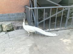 -哈尔滨北方森林动物园