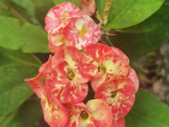 -北京植物园-展览温室