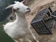 -百果山乐享果玩