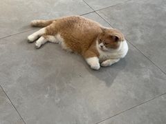 -伟伟宠物医院·CT影像中心·瑞派犬猫综合性门诊(汉口总院)