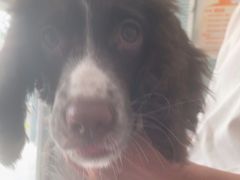 -瑞派福兴宠物医院犬猫全科·骨科·中西医结合(河东店)