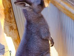 -费瑟代尔野生动物园