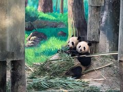 -中国大熊猫保护研究中心雅安碧峰峡基地