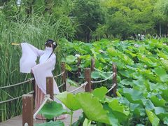 -陈家山荷花公园