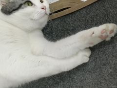 -喵园·猫主题咖啡厅·撸猫·猫咖(国贸店)