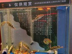-肆月河豚·新淮扬菜·烤鸭(中关村店)