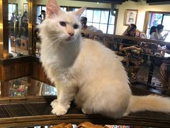 -more than meow吴止猫主题餐厅(承德 中船汇店)