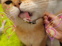 -有喵·猫咖·狗咖·30几只猫10只小狗(岗厦店)