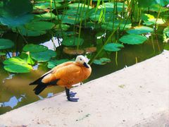 -莲花池公园
