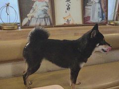 -柴の食堂·日式家庭料理·熊之肆(大学路店)