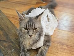 -猫色咖啡·猫咖