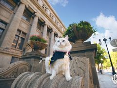 -超宠爱宠物摄影-Super pet
