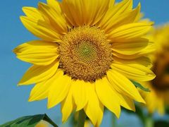 -津乐园(芥园道店)