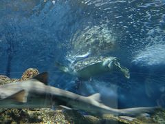 -上海海洋水族馆