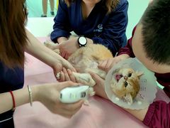 -北京观赏动物医院·24小时大型综合·猫专科·异宠专科