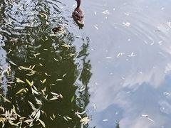-团结湖公园