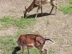 -青藏高原野生动物园