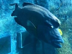 -悉尼海洋生物水族馆