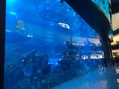 -迪拜水族馆及水下动物园