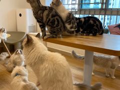 -有喵·猫咖·狗咖·30几只猫10只小狗(岗厦店)