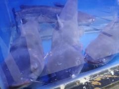 -鱼乐圈·烤鱼王·烧烤(博乐店)