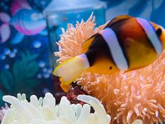 -太平洋海底世界