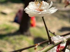 -无锡梅园公园