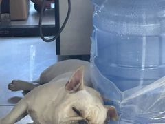-派美特宠物医院·核磁CT·骨科肿瘤·疑难转诊(沈农禾丰店)