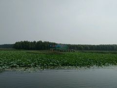 -微山湖红荷湿地景区