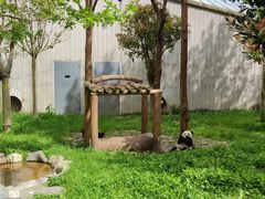 -卧龙中华大熊猫苑神树坪基地
