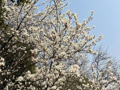 -鸡鸣汤包(红山动物园店)